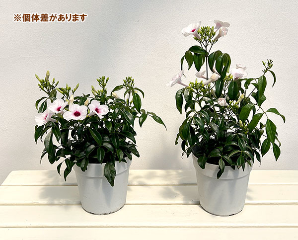 パンドレア：ピンク（緑葉）5号鉢植え