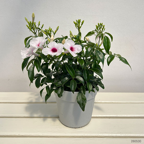 パンドレア：ピンク（緑葉）5号鉢植え