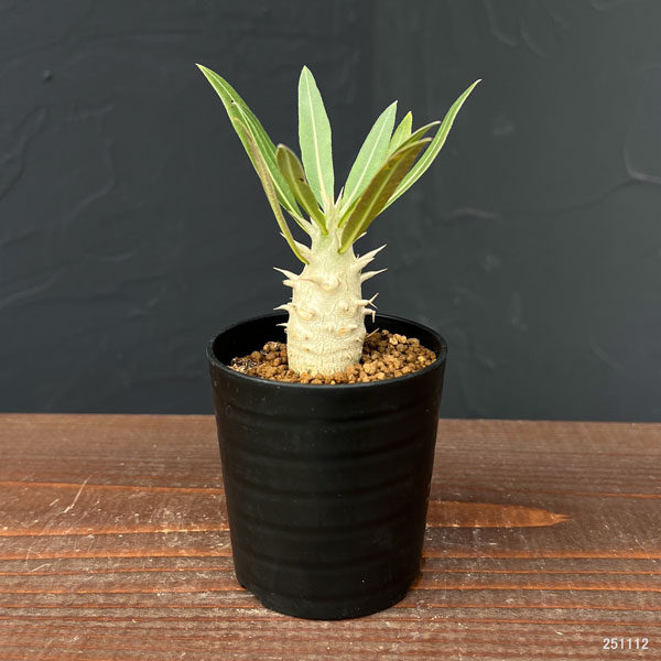 パキポディウム:ホロンベンセ (実生株) 2.5号鉢植え