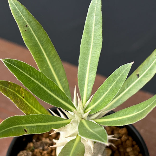 パキポディウム:ホロンベンセ (実生株) 2.5号鉢植え