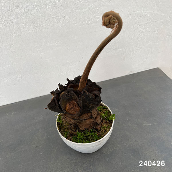 リュウビンタイ　インテリアポット入り　INORGANIC 160659113_o2.jpg?