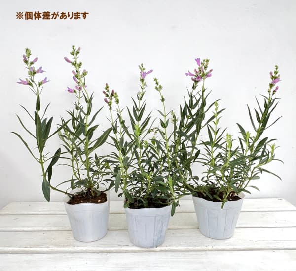 ペンステモン：ヘブンリーブルー4号ポット[5～8月頃開花　宿根草]