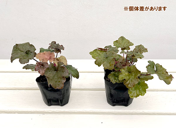 ヒューケラ:クリームブリュレ3号ポット