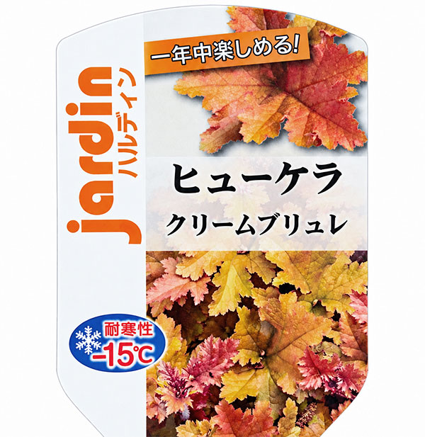 ヒューケラ:クリームブリュレ3号ポット