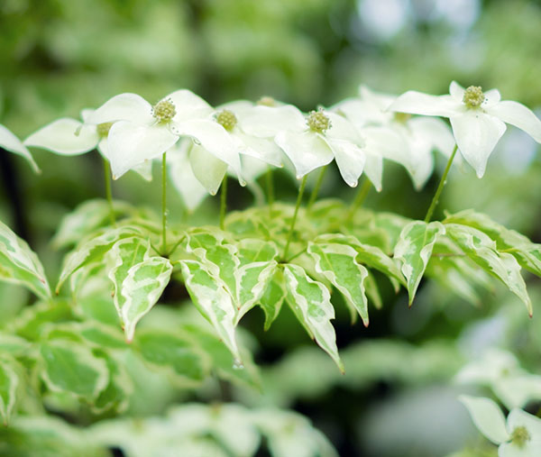 園芸ネット本店｜ヤマボウシ：ウルフアイ即席ポット の通販【公式】