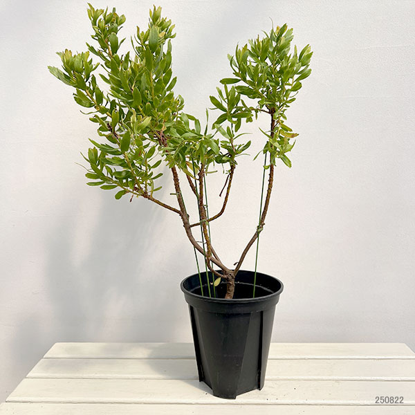 リューコスペルマム：カーニバルレッド 7号鉢植え の通販 | 園芸