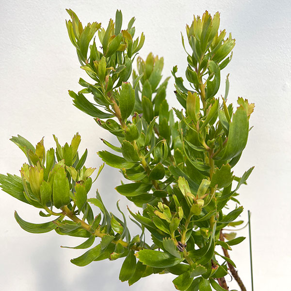 園芸ネット本店｜リューコスペルマム：カーニバルレッド 7号鉢植え の