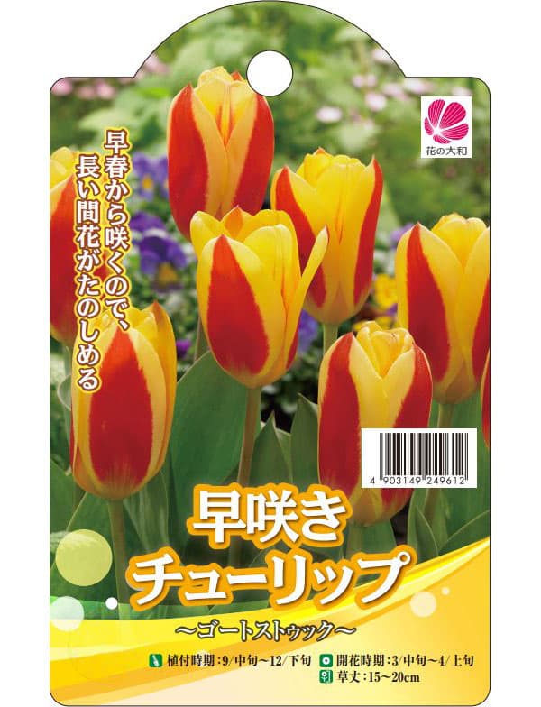 園芸ネット本店｜チューリップ：ゴートストゥック5球入り の通販【公式】