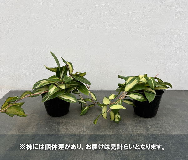 [棚卸セール]ホヤ：アクター　4号ポット