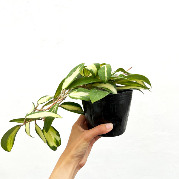 [棚卸セール]ホヤ：アクター　4号ポット