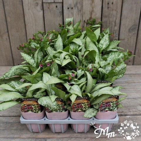 園芸ネット本店｜プルモナリア：シルバーブーケ3.5号ポット の通販【公式】