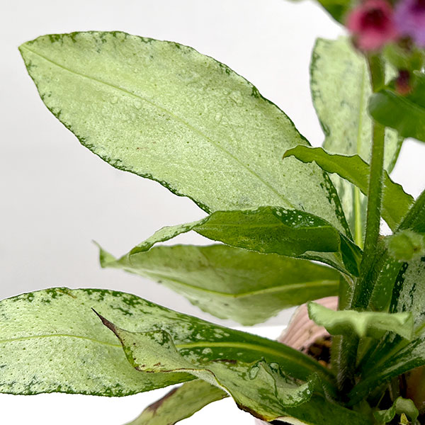 園芸ネット本店｜プルモナリア：シルバーブーケ3.5号ポット の通販【公式】