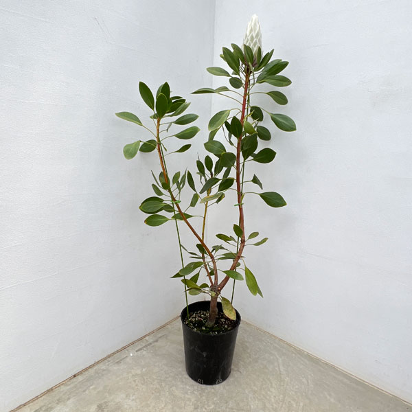 園芸ネット本店｜[ザ・ファームセレクト]プロテア：キングホワイト 7号