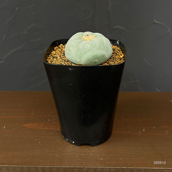 サボテン：ロフォフォラ 銀冠玉（ぎんかんぎょく） 3.5号鉢植え