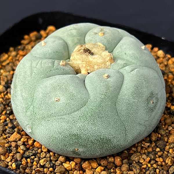 サボテン：ロフォフォラ 銀冠玉（ぎんかんぎょく） 3.5号鉢植え