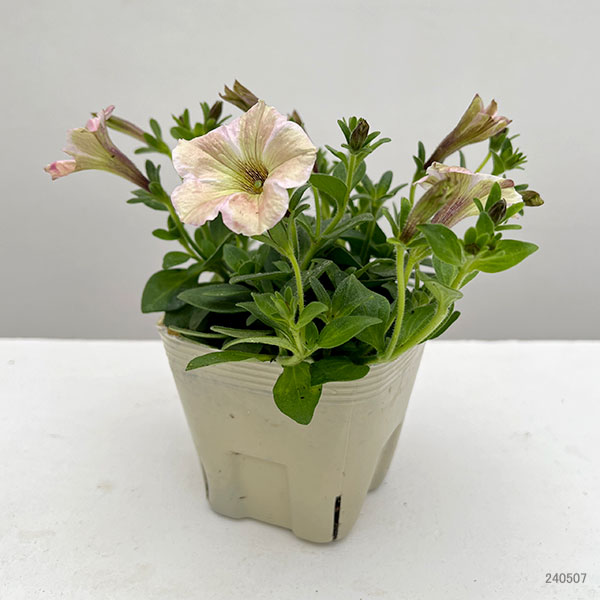 園芸ネット本店｜ペチュニア：モンローウォーク ペールピンク3.5号