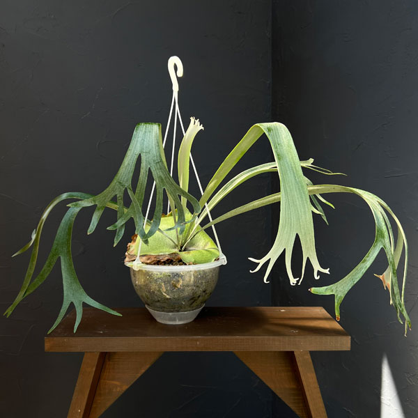 ビカクシダ（コウモリラン）：サンサイビューティー（子株pup）3号ポット苗