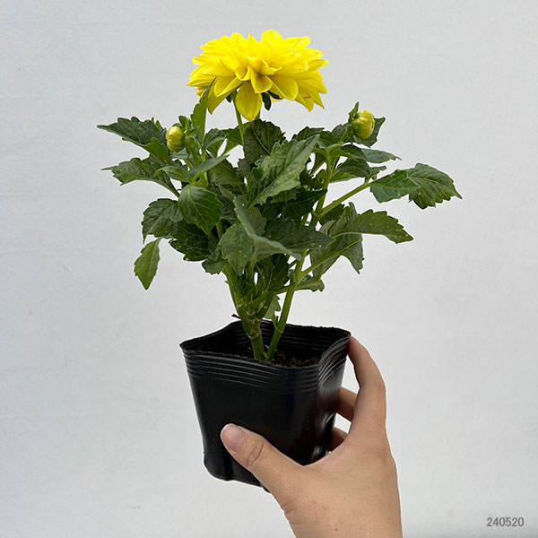 ダリア：ディアマンテ　イエロー3.5号ポット