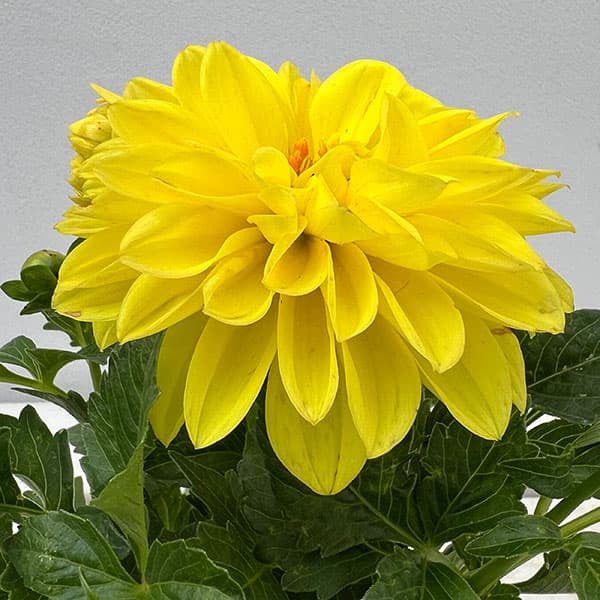 ダリア：ディアマンテ　イエロー3.5号ポット