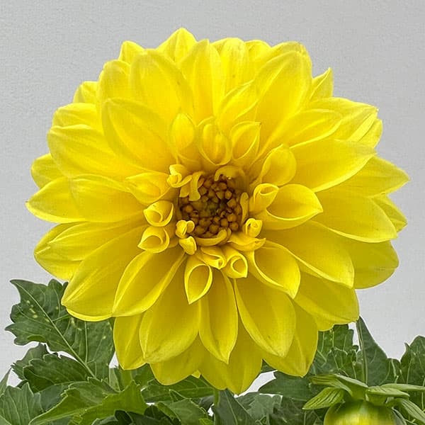 ダリア：ディアマンテ　イエロー3.5号ポット