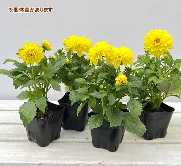 ダリア：ディアマンテ　イエロー3.5号ポット
