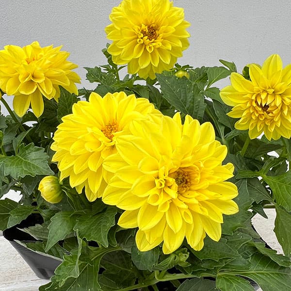 ダリア：ディアマンテ　イエロー3.5号ポット