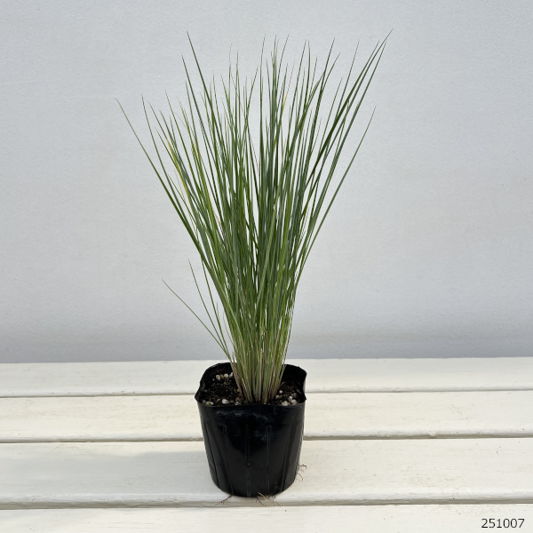 メリニス:サバンナ3号ポット