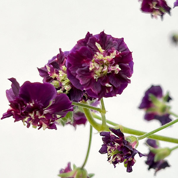 八重咲き黒花フウロ 3.5号ポット