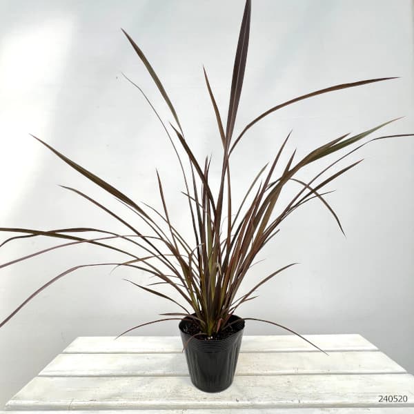 ニューサイラン：チョコレートクッキー5号ポット