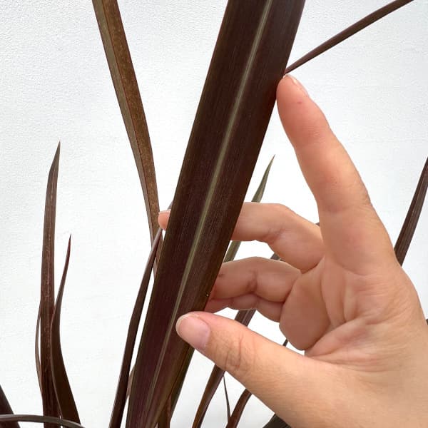 ニューサイラン：チョコレートクッキー5号ポット