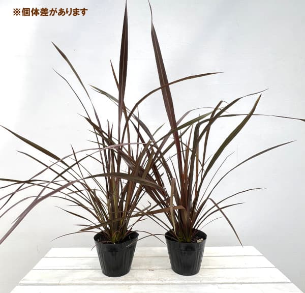 ニューサイラン：チョコレートクッキー5号ポット