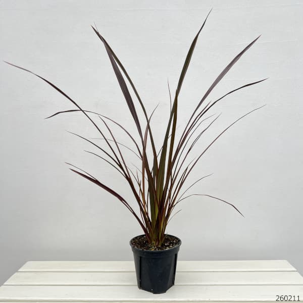 ニューサイラン：チョコレートクッキー5号ポット