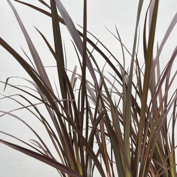 ニューサイラン：チョコレートクッキー5号ポット