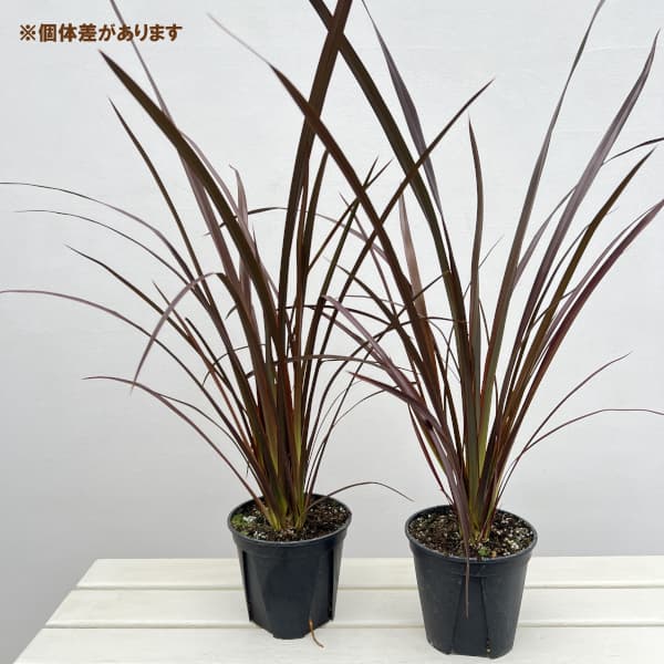 ニューサイラン：チョコレートクッキー5号ポット