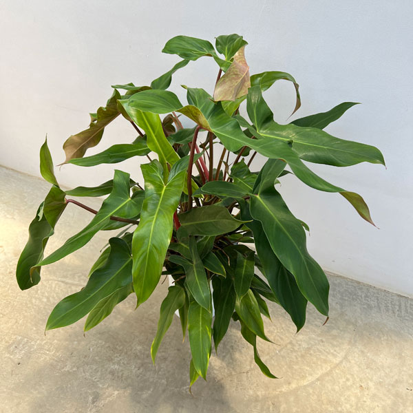園芸ネット本店｜フィロデンドロン：メキシカム 8号鉢植え の通販【公式】
