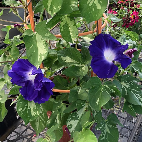 アサガオ(朝顔):日本朝顔 あおい 6号鉢植え