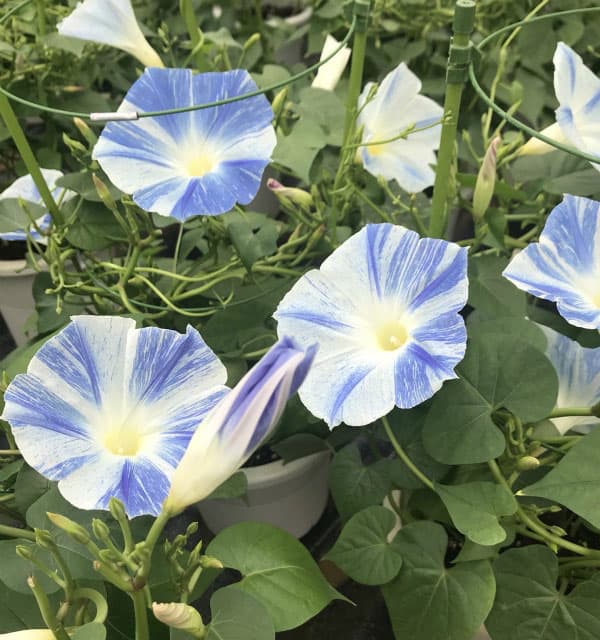 アサガオ（朝顔）：マジックオーシャン　6号鉢植え