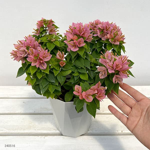 園芸ネット本店｜ブーゲンビレア：かすみ 5号鉢植え の通販【公式】
