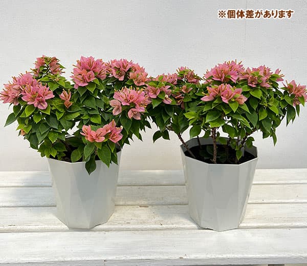 園芸ネット本店｜ブーゲンビレア：かすみ 5号鉢植え の通販【公式】
