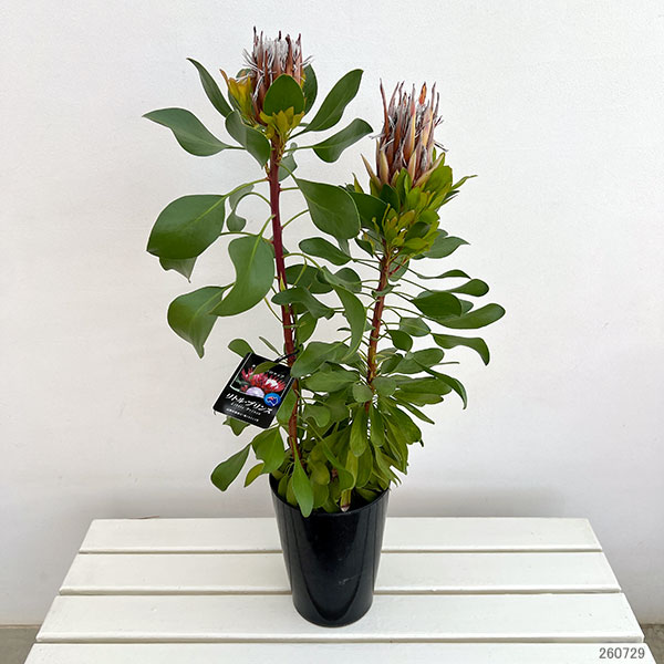 プロテア：リトルプリンス6号鉢植え花（1F以上）