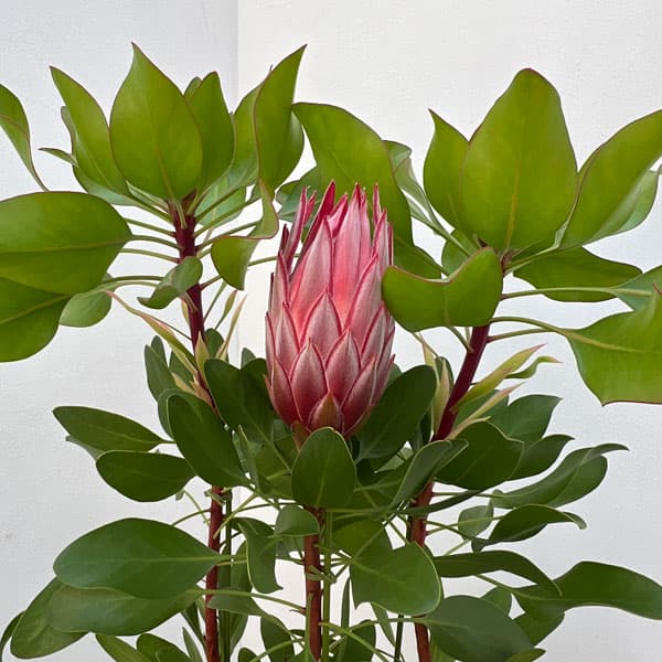 プロテア：リトルプリンス6号鉢植え花（1F以上）