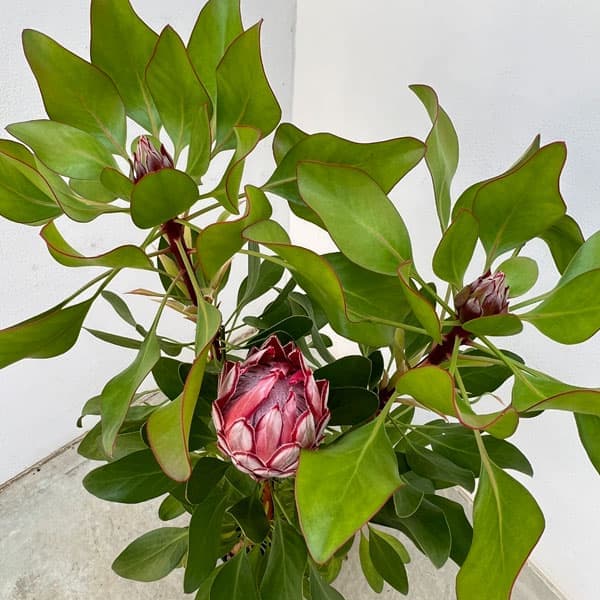 プロテア：リトルプリンス6号鉢植え花（1F以上）