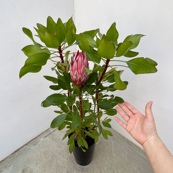 プロテア：リトルプリンス6号鉢植え花（1F以上）