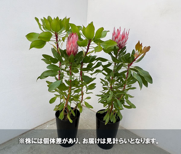 プロテア：リトルプリンス6号鉢植え花（1F以上）