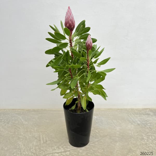 プロテア：リトルプリンス6号鉢植え花（1F以上）