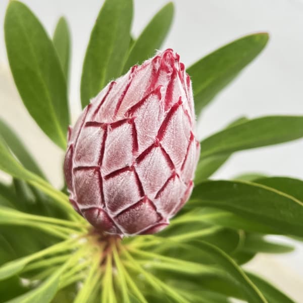 プロテア：リトルプリンス6号鉢植え花（1F以上）