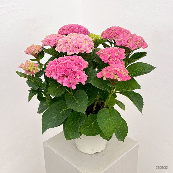 アジサイ：マジカルエボリューション5号鉢植え