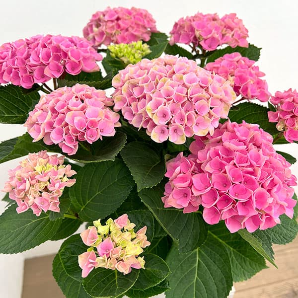 アジサイ：マジカルエボリューション5号鉢植え