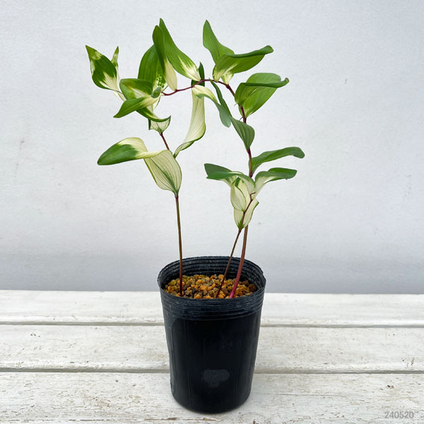 アマドコロ：白虎斑入り3号ロングポット