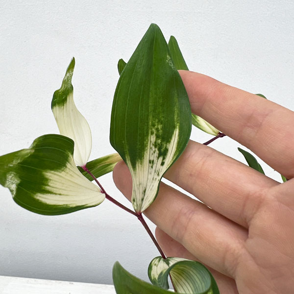 アマドコロ：白虎斑入り3号ロングポット